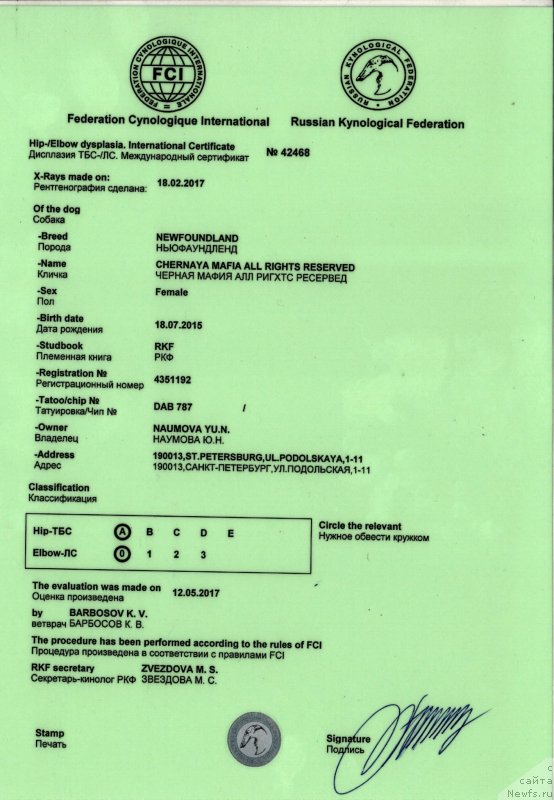 Фото: ньюфаундленд Chernaya Mafia Аll Rights Reserved (Черная Мафия Алл Ригхтс Ресервед)