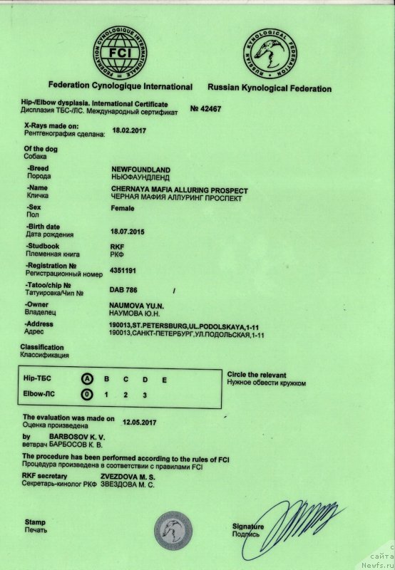 Фото: ньюфаундленд Chernaya Mafia Аlluring Prospect (Черная Мафия Аллуринг Проспект)