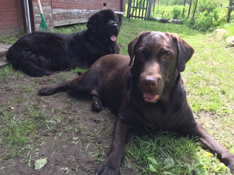 Фото: ньюфаундленд YElegant Ledi (Элегант Леди)