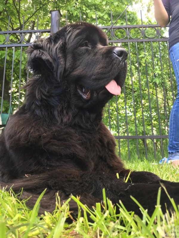 Фото: ньюфаундленд YElegant Ledi (Элегант Леди)