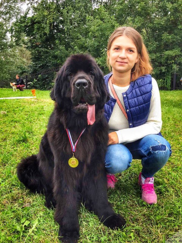 Фото: ньюфаундленд YElegant Ledi (Элегант Леди)