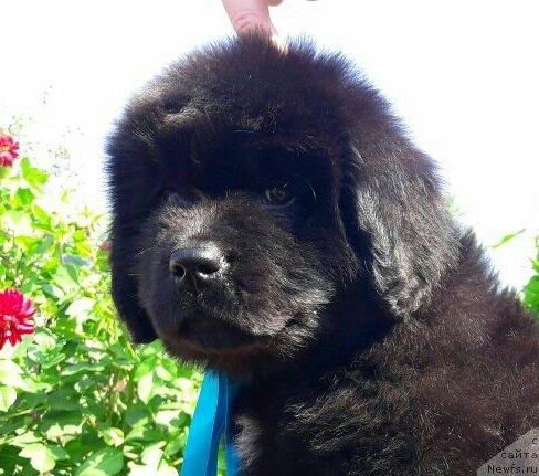 Фото: ньюфаундленд Louis Henri Bussenar (Луи Анри Буссенар)