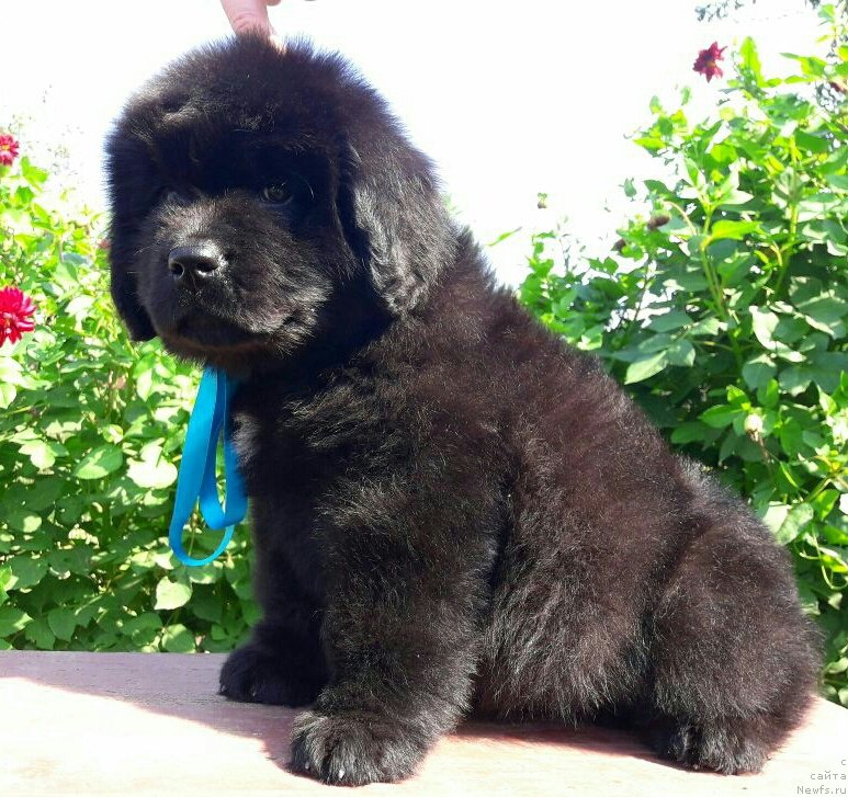 Фото: ньюфаундленд Louis Henri Bussenar (Луи Анри Буссенар)