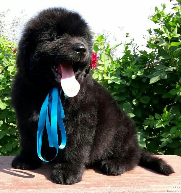 Фото: ньюфаундленд Louis Henri Bussenar (Луи Анри Буссенар)