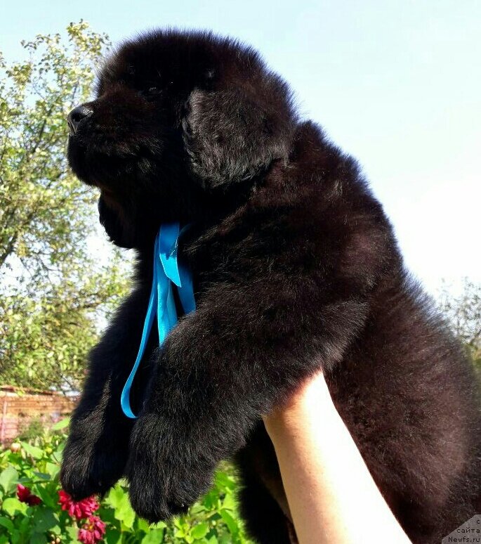 Фото: ньюфаундленд Louis Henri Bussenar (Луи Анри Буссенар)