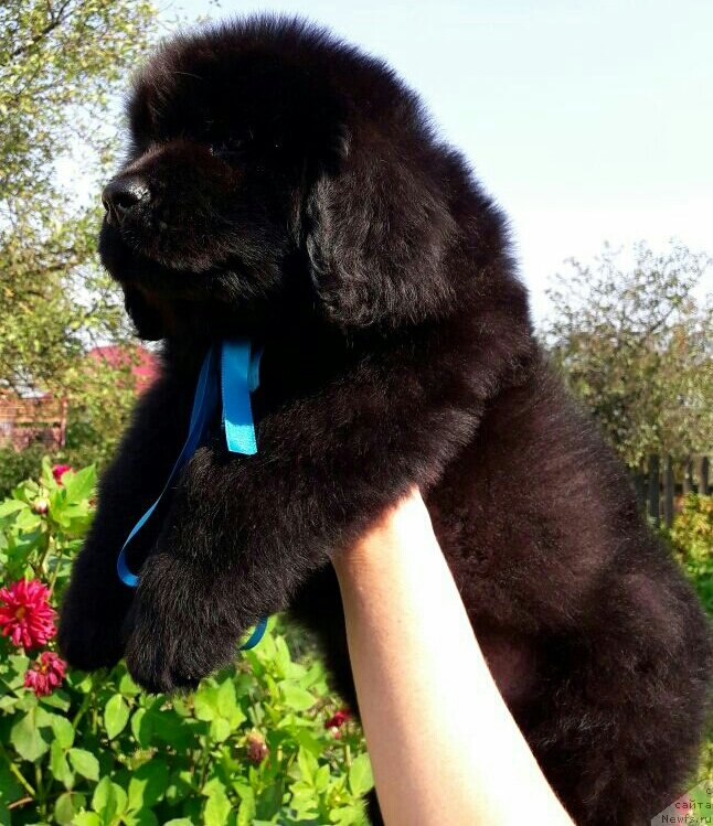 Фото: ньюфаундленд Louis Henri Bussenar (Луи Анри Буссенар)