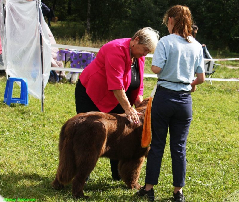 Фото: ньюфаундленд Brownblood MSK Audi Red Less (Браунблад МСК Ауди Рэд Лэсс)