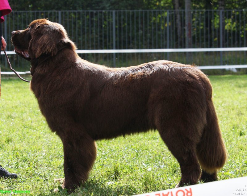 Фото: ньюфаундленд Brownblood MSK Audi Red Less (Браунблад МСК Ауди Рэд Лэсс)