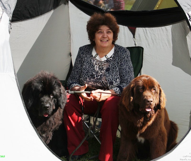 Фото: ньюфаундленд Mercedes Vialiki Miadzvedz (Мерседес Вялiкi Мядзведзь), Elena SHmeleva (Елена Шмелева), ньюфаундленд Brownblood MSK Audi Red Less (Браунблад МСК Ауди Рэд Лэсс)