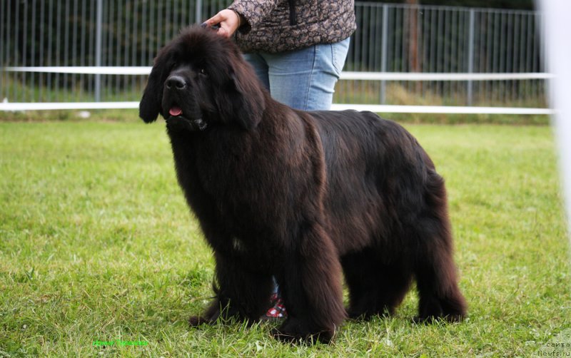 Фото: ньюфаундленд Mercedes Vialiki Miadzvedz (Мерседес Вялiкi Мядзведзь)