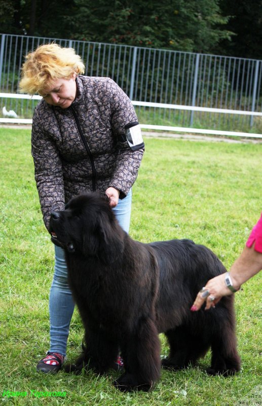 Фото: ньюфаундленд Mercedes Vialiki Miadzvedz (Мерседес Вялiкi Мядзведзь)