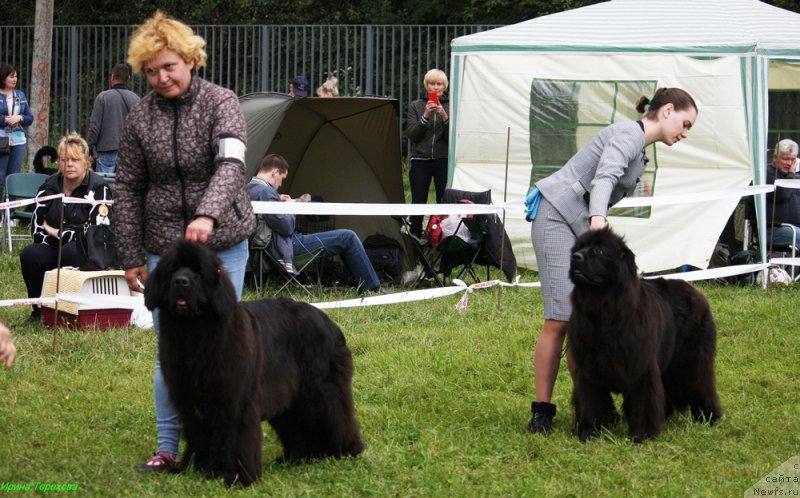 Фото: ньюфаундленд Mercedes Vialiki Miadzvedz (Мерседес Вялiкi Мядзведзь), ньюфаундленд Moya Stikhiya Lamborghini (Моя Стихия Ламборджини)