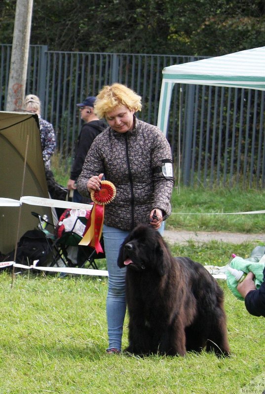 Фото: ньюфаундленд Mercedes Vialiki Miadzvedz (Мерседес Вялiкi Мядзведзь)