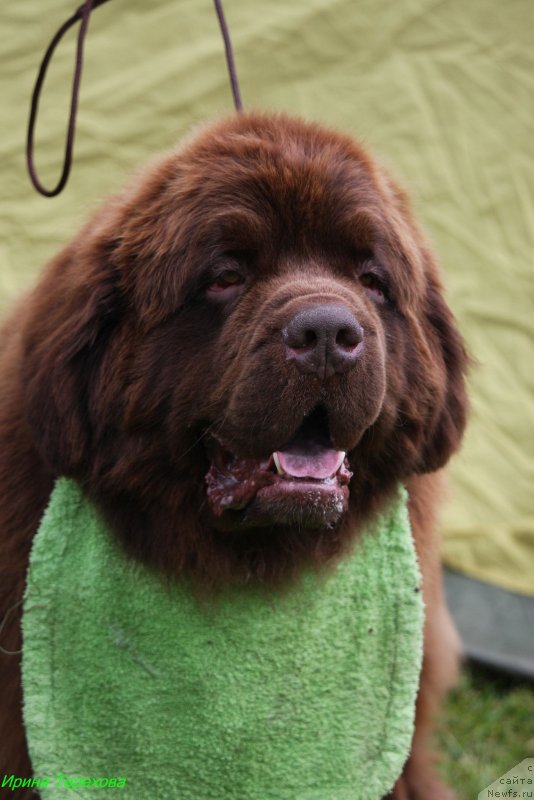 Фото: ньюфаундленд Charmer Denkam Bronze (Чармер Денкам Бронз)