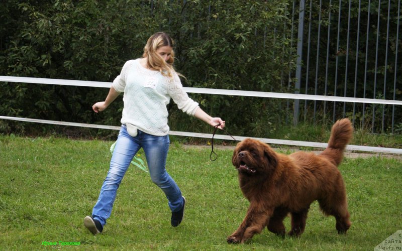 Фото: ньюфаундленд Charmer Denkam Bronze (Чармер Денкам Бронз)