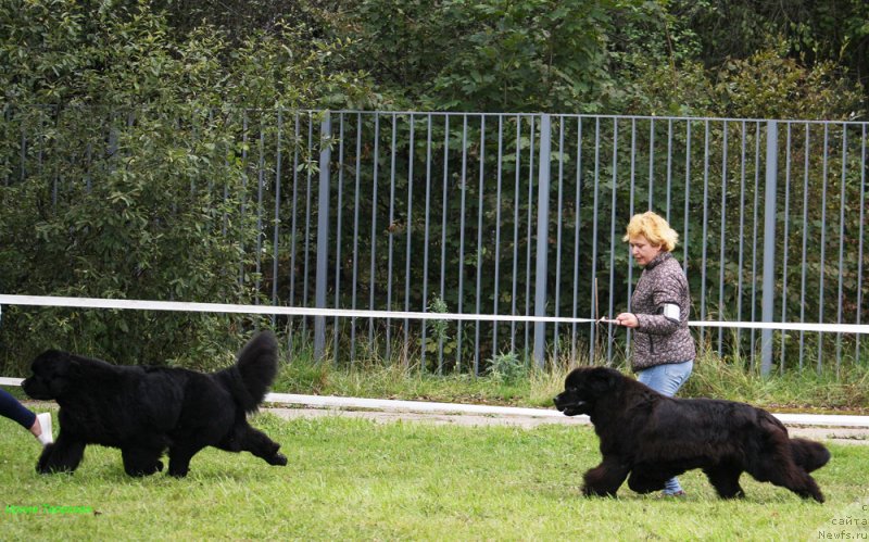 Фото: ньюфаундленд Smigar Tango in the Night (Смигар Танго ин зе Найт), ньюфаундленд Mercedes Vialiki Miadzvedz (Мерседес Вялiкi Мядзведзь)