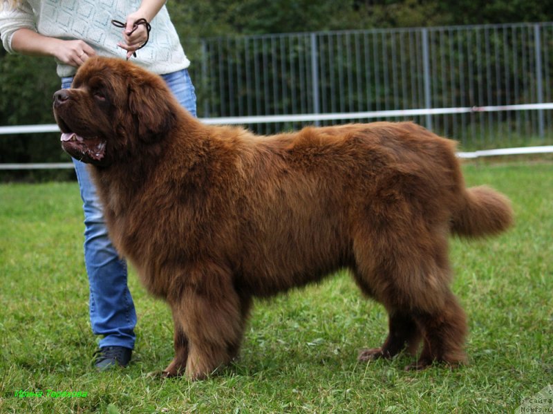 Фото: ньюфаундленд Charmer Denkam Bronze (Чармер Денкам Бронз)
