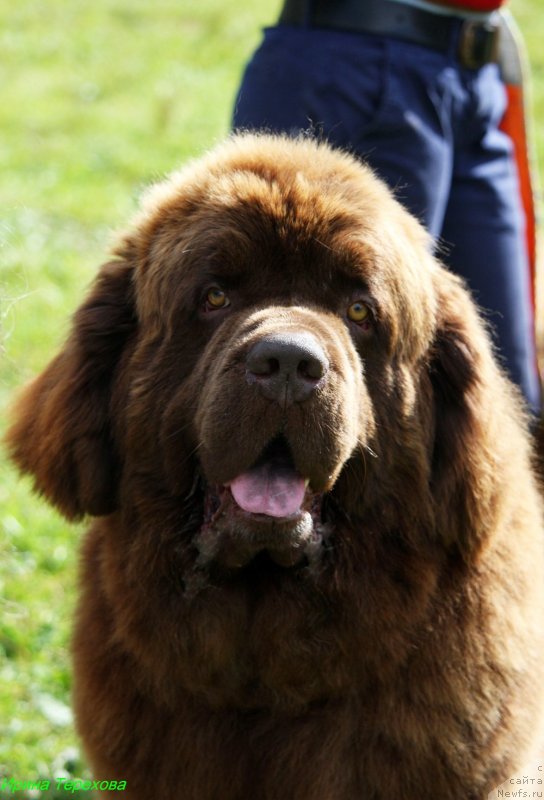 Фото: ньюфаундленд Charli The Best Helfi Pel (Чарли Де Бест Хелфи Пэл)
