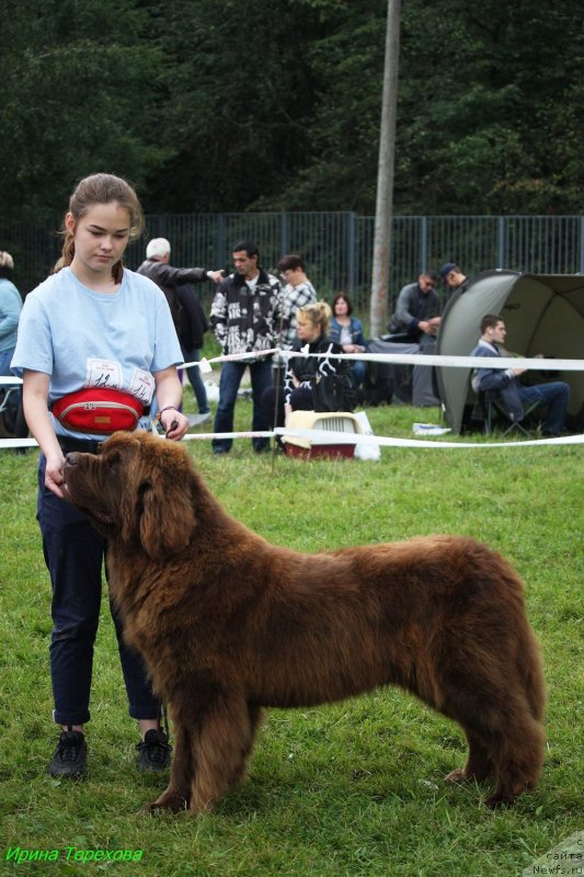 Фото: ньюфаундленд Charli The Best Helfi Pel (Чарли Де Бест Хелфи Пэл)