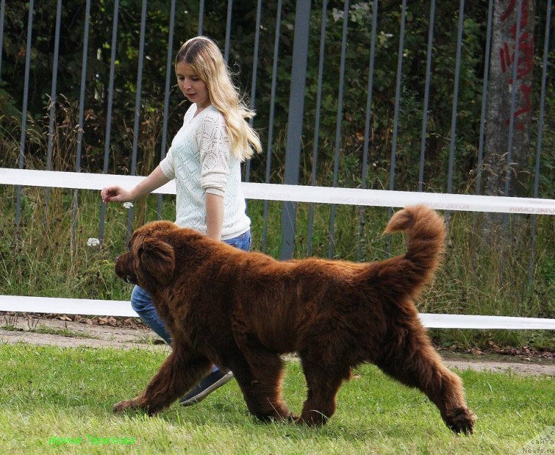 Фото: ньюфаундленд Charli The Best Helfi Pel (Чарли Де Бест Хелфи Пэл)