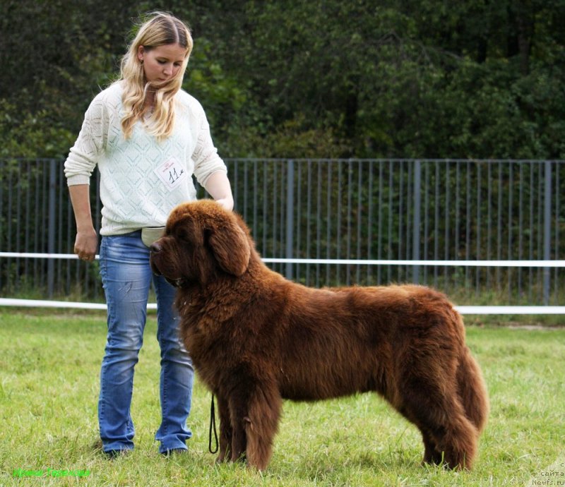 Фото: ньюфаундленд Charli The Best Helfi Pel (Чарли Де Бест Хелфи Пэл)