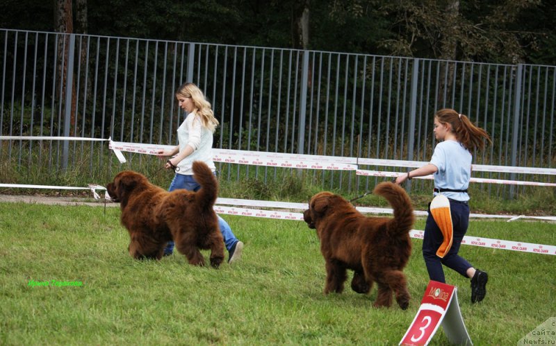 Фото: ньюфаундленд Charmer Denkam Bronze (Чармер Денкам Бронз), ньюфаундленд Charli The Best Helfi Pel (Чарли Де Бест Хелфи Пэл)
