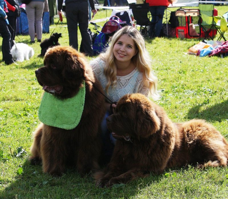 Фото: ньюфаундленд Charmer Denkam Bronze (Чармер Денкам Бронз), ньюфаундленд Charli The Best Helfi Pel (Чарли Де Бест Хелфи Пэл)