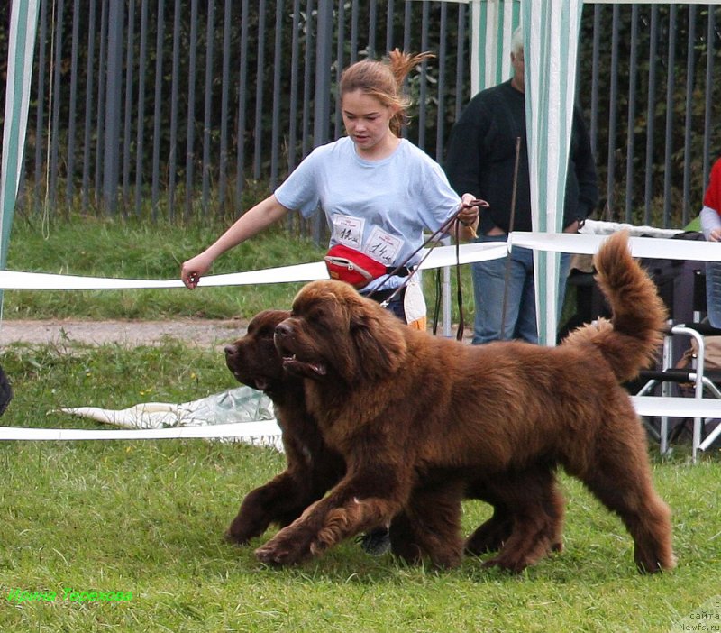 Фото: ньюфаундленд Brownblood MSK Audi Red Less (Браунблад МСК Ауди Рэд Лэсс), ньюфаундленд Charli The Best Helfi Pel (Чарли Де Бест Хелфи Пэл)