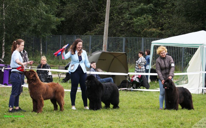 Фото: ньюфаундленд Brownblood MSK Audi Red Less (Браунблад МСК Ауди Рэд Лэсс), ньюфаундленд Smigar Tango in the Night (Смигар Танго ин зе Найт), ньюфаундленд Mercedes Vialiki Miadzvedz (Мерседес Вялiкi Мядзведзь)