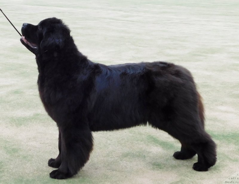 Фото: ньюфаундленд Moya Stikhiya Loreyn Ditrix (Моя Стихия Лорейн Дитрих)