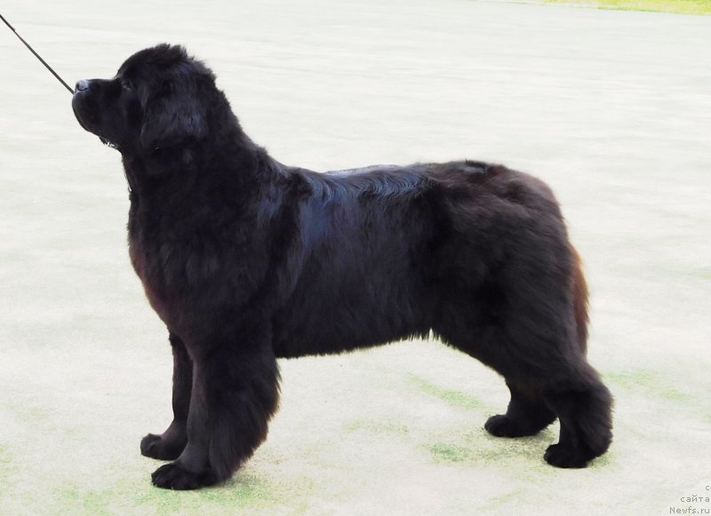 Фото: ньюфаундленд Moya Stikhiya Loreyn Ditrix (Моя Стихия Лорейн Дитрих)