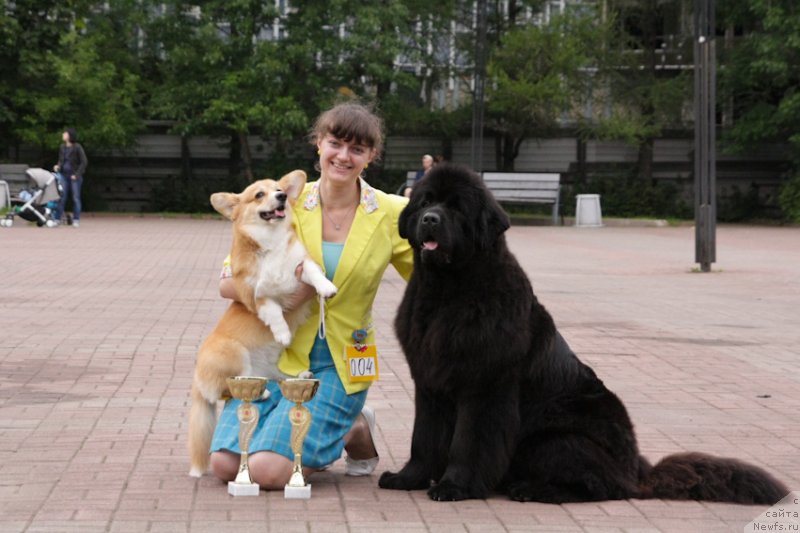 Фото: ньюфаундленд Moya Stikhiya Loreyn Ditrix (Моя Стихия Лорейн Дитрих)