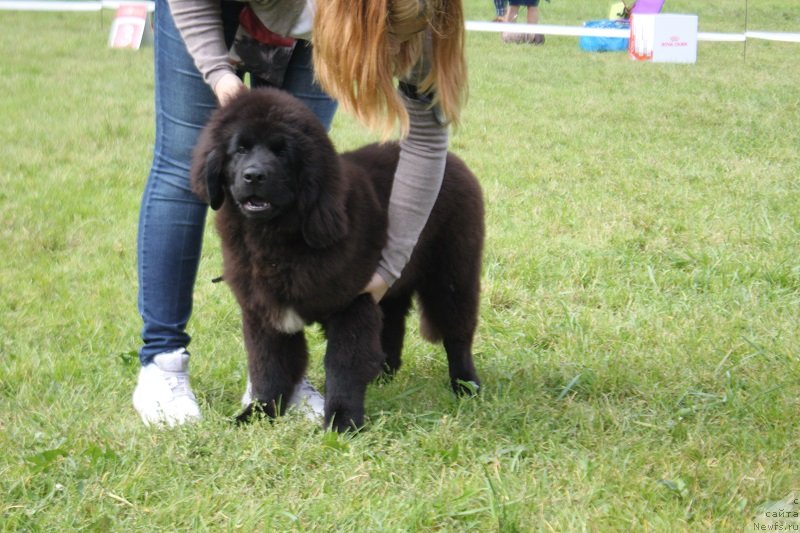 Фотография № 229856