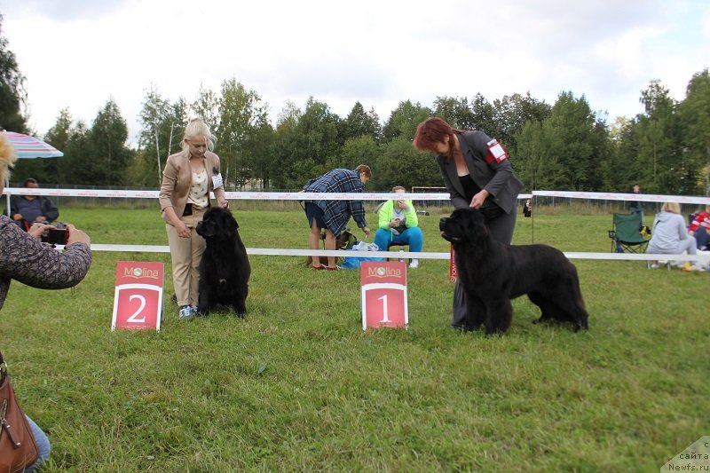 Фото: ньюфаундленд Terra Viktoriya Bogemnaya L'vica (Терра Виктория Богемная Львица), ньюфаундленд Numas Gift in May for Toptyzhka