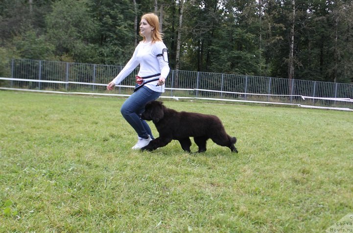 Фото: ньюфаундленд Terra Viktoriya Kenzo Flover (Терра Виктория Кензо Фловер)