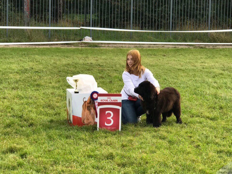 Фото: ньюфаундленд Terra Victoria Key to my Heart (Терра Виктория Кей ту Май Харт)