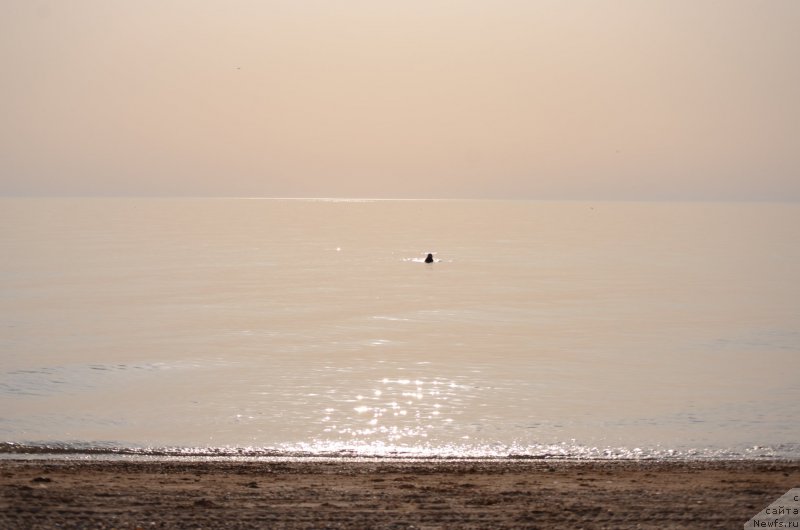 Фото: ньюфаундленд Angels Keeper Nibelung (Энджелс Кипер Нибелунг), Ol'ga Martyinova (Ольга Мартынова)