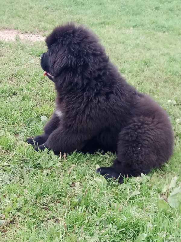 Фотография № 229871