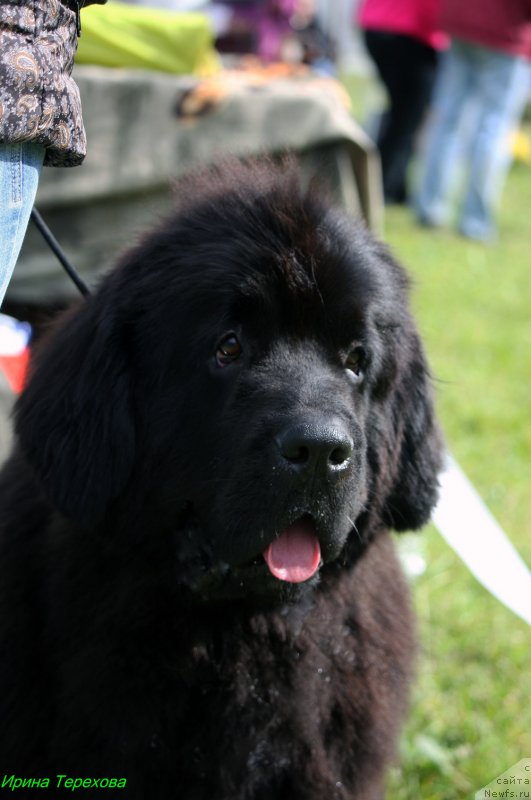 Фото: ньюфаундленд Mercedes Vialiki Miadzvedz (Мерседес Вялiкi Мядзведзь)