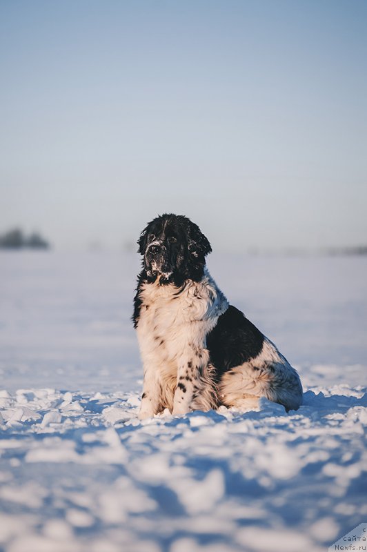 Фотография № 229880