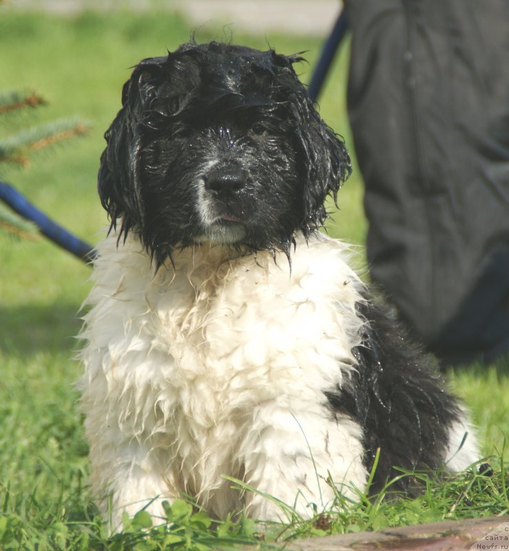 Фото: ньюфаундленд Snou Viking Byembi (Сноу Викинг Бэмби)