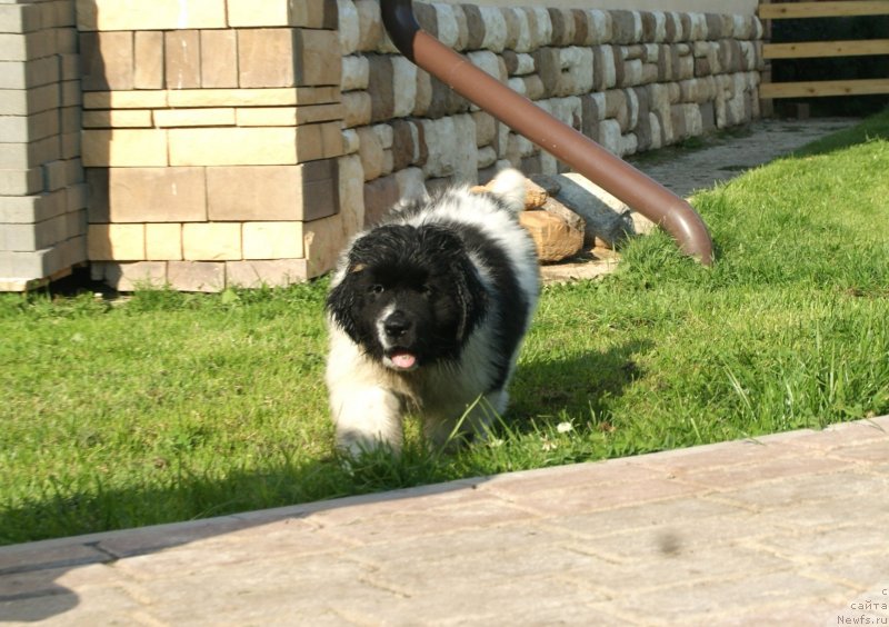 Фото: ньюфаундленд Snou Viking Byembi (Сноу Викинг Бэмби)