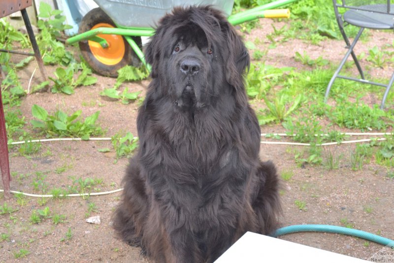 Фото: ньюфаундленд Chernaya Mafia Zoom Into Me (Черная Мафия Зоом Инто Ме)