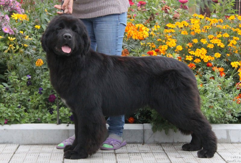 Фото: ньюфаундленд Akvian Song Turandot (Аквиан Сонг Турандот)