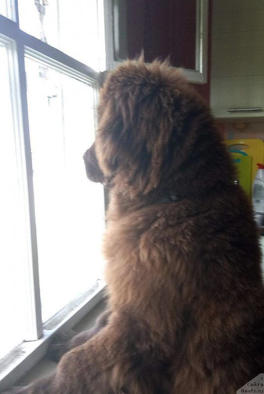 Фото: ньюфаундленд Brownblood MSK Drimi Ein (Браунблад МСК Дрими Эйн)