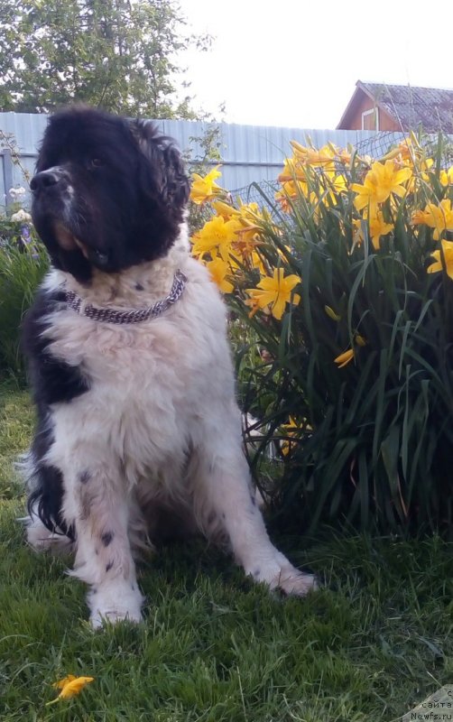 Фото: ньюфаундленд Mag Ispolin Morskaya Jemchujina (Маг Исполин Морская Жемчужина)