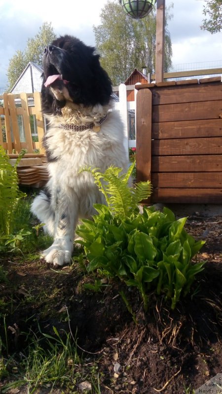 Фото: ньюфаундленд Stepnaya Pal'mira Edinstvennyiy Moy (Степная Пальмира Единственный Мой)