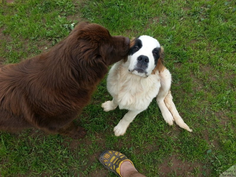 Фото: ньюфаундленд Braunblad MSK Syemmi Less (Браунблад МСК Сэмми Лесс)