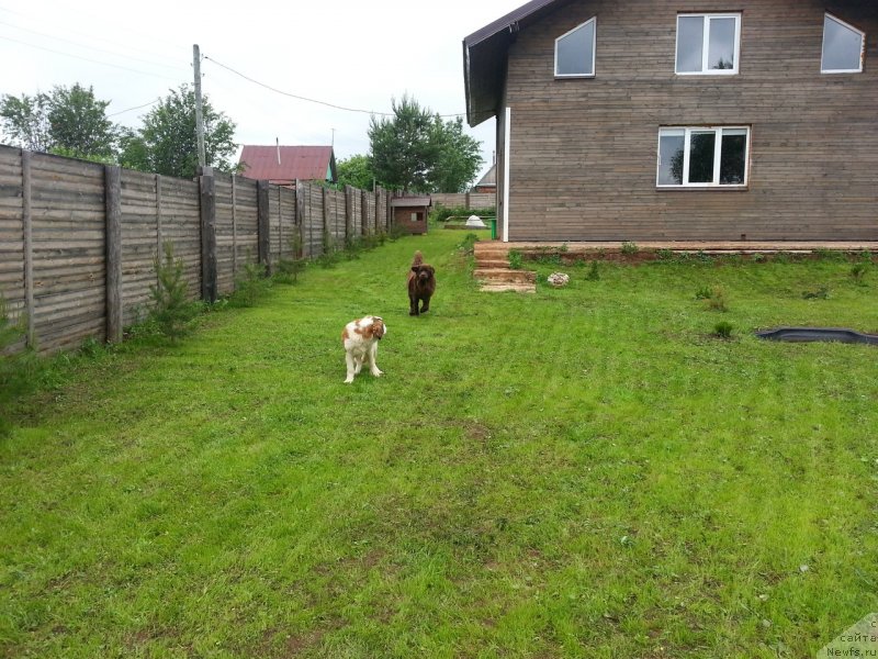 Фото: ньюфаундленд Braunblad MSK Syemmi Less (Браунблад МСК Сэмми Лесс)