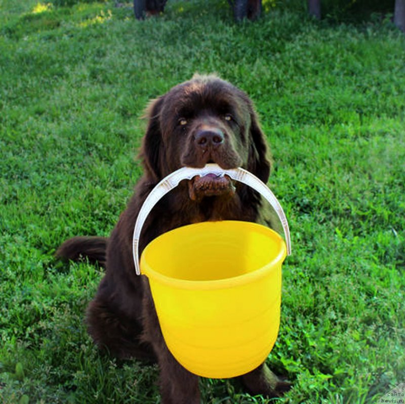 Фото: ньюфаундленд Brownblood MSK Lyon Labi-Roni (Браунблад  МСК Лион Лаби-Рони)